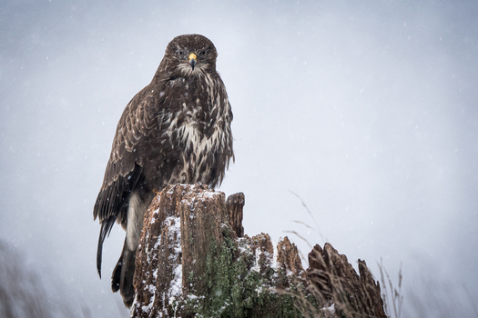 View of a common buzzard perched on a weathered tree stump during a light snowfall in Debrzno Pomeranian Voivodeship Poland.