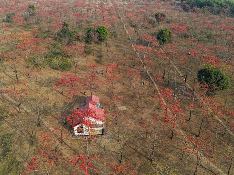 Aerial view of the Shimul forest with vibrant red silk cotton flowers a small house with a red roof and people walking through the dry landscape in Sunamganj Sylhet Division Bangladesh. Aerial view of the Shimul forest with vibrant red silk cotton flowers a small house with a red roof and people walking through the dry landscape in Sunamganj Sylhet Division Bangladesh.