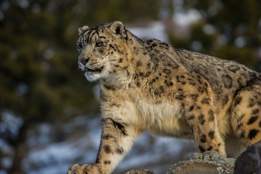 View of a captive snow leopard with thick spotted fur standing on rocky terrain in the USA. View of a captive snow leopard with thick spotted fur standing on rocky terrain in the USA.