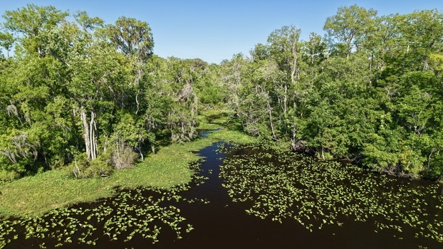 Aerial view of dark waters reflecting the lush green canopy above creating a mesmerizing contrast in the Palmo Fish Camp St. Augustine Florida United States. Aerial view of dark waters reflecting the lush green canopy above creating a mesmerizing contrast in the Palmo Fish Camp St. Augustine Florida United States.
