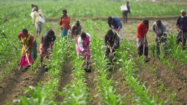 View of farmers working in a field Bangladesh. View of farmers working in a field Bangladesh.