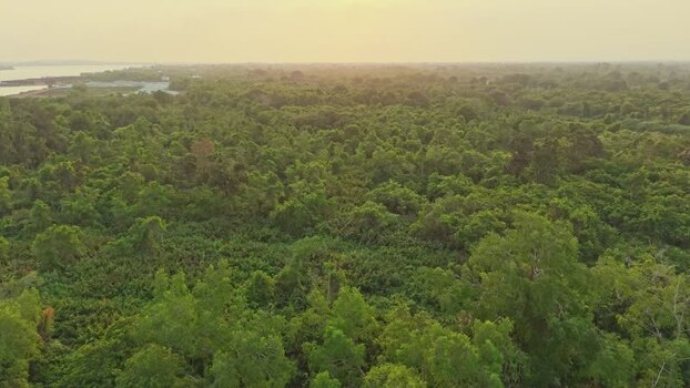 Aerial view of Delta Mahakam mangrove forest Indonesia.