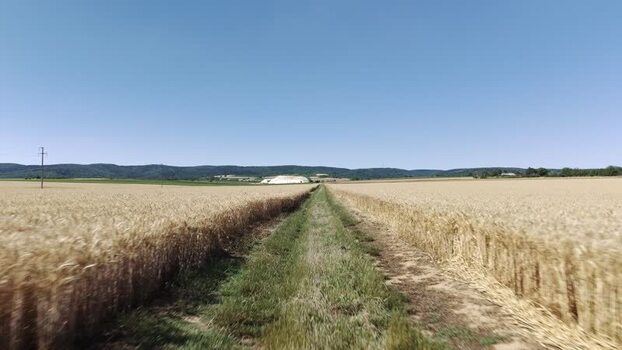Aerial view of wheat field in rural Novi Sad Serbia. Aerial view of wheat field in rural Novi Sad Serbia.