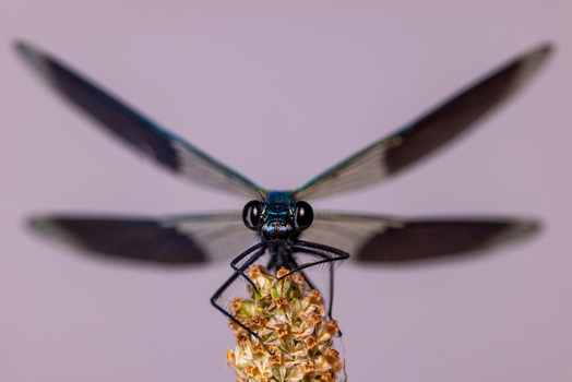 View of a damselfly with iridescent blue body and dark wings perched on a plant tip in Wittenheim Grand Est France.