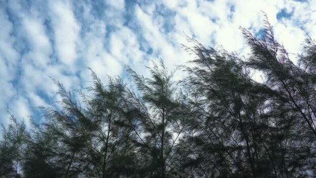 View of casuarina trees swaying against a cloudy sky Bangladesh.