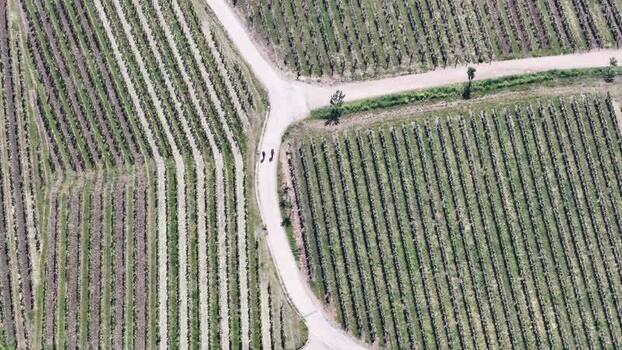 Aerial view of vineyards and people walking on a path France.