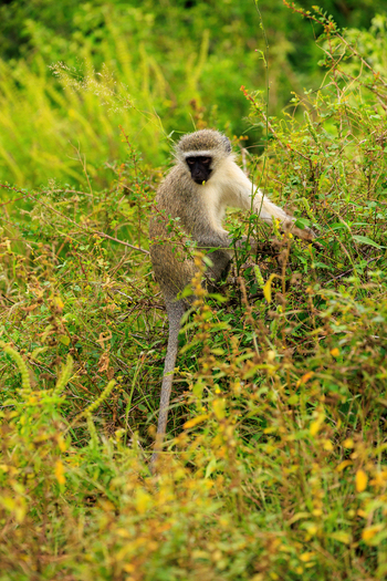 View of a vervet monkey perched among lush green bushes and wild vegetation in Kruger National Park Skukuza Mpumalanga South Africa. View of a vervet monkey perched among lush green bushes and wild vegetation in Kruger National Park Skukuza Mpumalanga South Africa.