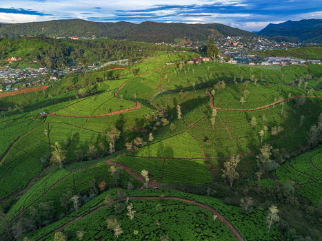 Aerial view of green tea plantations in Nuwara Eliya featuring winding paths scattered trees and rolling hills under a clear sky in Nuwara Eliya Central Province Sri Lanka. Aerial view of green tea plantations in Nuwara Eliya featuring winding paths scattered trees and rolling hills under a clear sky in Nuwara Eliya Central Province Sri Lanka.