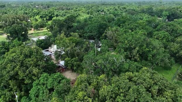 Aerial view of lush green trees and rural houses in Bangladesh.