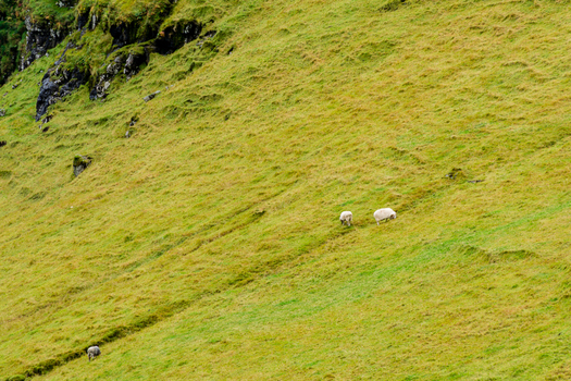 View of sheep grazing on a green grassy hillside in the Faroe Islands.