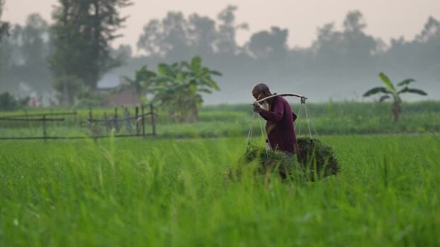 View of a farmer carrying a yoke in a green field Bangladesh.