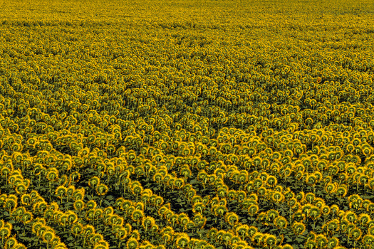 Aerial view of a vast field of sunflowers in full bloom with rows of yellow flowers stretching across the agricultural landscape in Ecka Vojvodina Serbia.