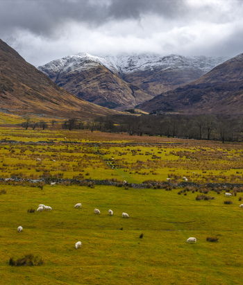 Aerial view of sheep grazing in a green valley with stone walls and snow capped mountains under a cloudy sky Scotland United Kingdom. Aerial view of sheep grazing in a green valley with stone walls and snow capped mountains under a cloudy sky Scotland United Kingdom.