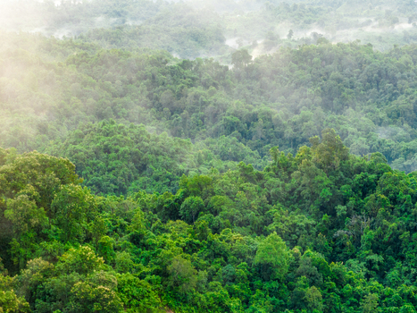 Aerial view of the dense lush green tropical rainforest in the hills with morning mist clinging to the canopy in Rangamati Chittagong Division Bangladesh. Aerial view of the dense lush green tropical rainforest in the hills with morning mist clinging to the canopy in Rangamati Chittagong Division Bangladesh.