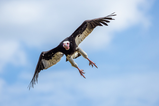 View of a white headed vulture in flight with its wings fully extended and talons lowered against a bright blue sky with soft clouds in Selestat Grand Est France.