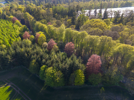 Aerial view of the Meikleour Beech Hedge with vibrant green and copper foliage under bright sunlight in Meikleour Scotland United Kingdom.