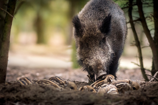 View of a wild boar sow with her striped piglets foraging in the forest in Debrzno Pomeranian Voivodeship Poland. View of a wild boar sow with her striped piglets foraging in the forest in Debrzno Pomeranian Voivodeship Poland.