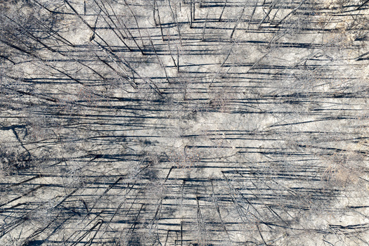 Aerial view of the burnt forest landscape in Deliblato Sands showing charred tree trunks and ash covered ground after a wildfire in Kajtasovo Vojvodina Serbia.