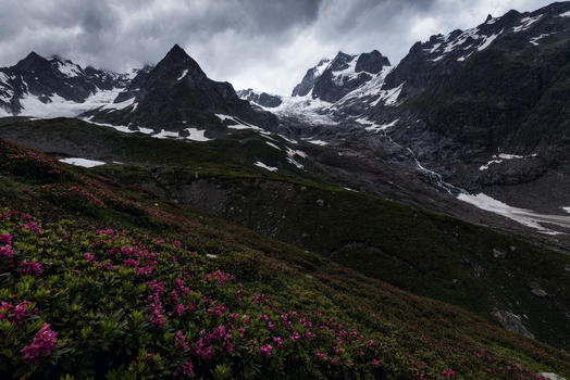 View of blooming pink rhododendrons on a mountain slope with snow capped peaks and glaciers under a dramatic cloudy sky in the Alps Aosta Valley Italy. View of blooming pink rhododendrons on a mountain slope with snow capped peaks and glaciers under a dramatic cloudy sky in the Alps Aosta Valley Italy.