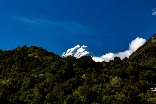 View of snow capped Mount Cook rise majestically beyond the lush green forest a stark contrast against the clear blue sky Mount Cook Canterbury Region New Zealand. View of snow capped Mount Cook rise majestically beyond the lush green forest a stark contrast against the clear blue sky Mount Cook Canterbury Region New Zealand.