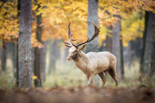 View of a fallow deer buck with large antlers standing in a forest with vibrant autumn foliage in Debrzno Pomeranian Voivodeship Poland. View of a fallow deer buck with large antlers standing in a forest with vibrant autumn foliage in Debrzno Pomeranian Voivodeship Poland.