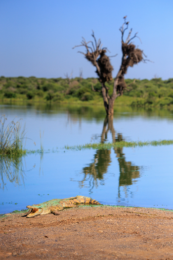 View of a crocodile with its mouth open on a riverbank near a dead tree with nests in Kruger National Park Skukuza Mpumalanga South Africa. View of a crocodile with its mouth open on a riverbank near a dead tree with nests in Kruger National Park Skukuza Mpumalanga South Africa.
