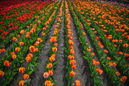 View of vibrant rows of orange and red tulips blooming in a field at Peninsula San Pedro with dark soil and green leaves San Carlos de Bariloche Rio Negro Province Argentina. View of vibrant rows of orange and red tulips blooming in a field at Peninsula San Pedro with dark soil and green leaves San Carlos de Bariloche Rio Negro Province Argentina.