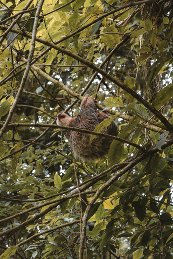 View of a sloth hanging from a tree branch in the lush rainforest of Costa Rica.
