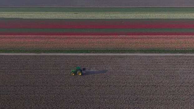 Aerial view of a tractor working near colorful tulip fields Netherlands. Aerial view of a tractor working near colorful tulip fields Netherlands.