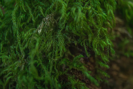 View of vibrant green moss growing on a textured surface in the damp woodland of Looe Cornwall United Kingdom. View of vibrant green moss growing on a textured surface in the damp woodland of Looe Cornwall United Kingdom.