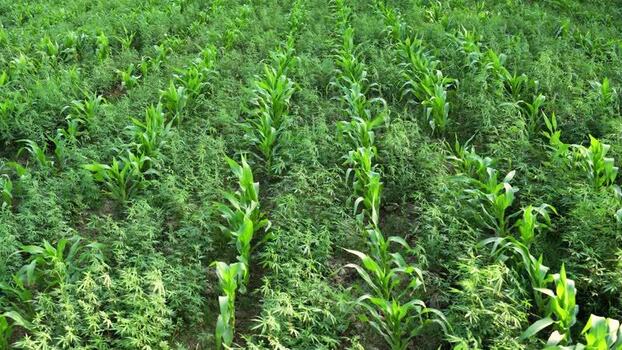 View of green corn stalks and lush vegetation in a field Nepal.