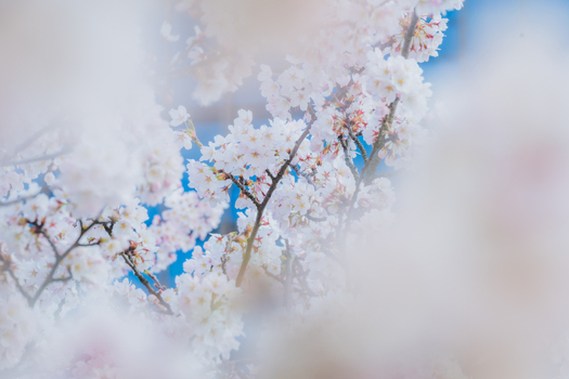 View of delicate cherry blossoms in full bloom against a clear blue sky with a soft dreamy bokeh effect Vilnius Vilnius County Lithuania. View of delicate cherry blossoms in full bloom against a clear blue sky with a soft dreamy bokeh effect Vilnius Vilnius County Lithuania.