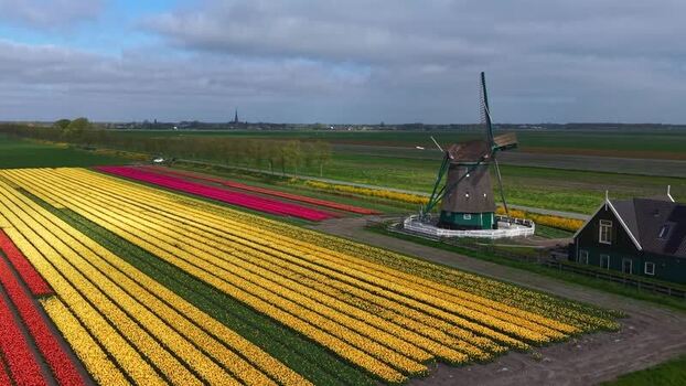 Aerial view of De Nachtegaal windmill and tulip fields Netherlands.