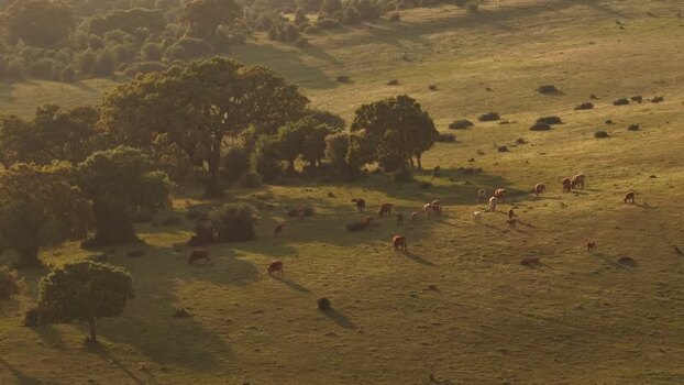 Aerial view of cows grazing in a sunlit pasture Portugal.