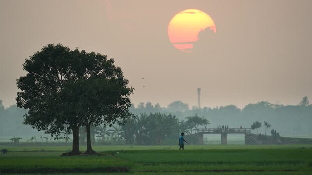 View of a person walking in green fields at sunset Bangladesh. View of a person walking in green fields at sunset Bangladesh.