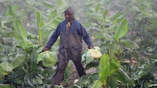 View of a farmer harvesting cabbages in a misty field Bangladesh. View of a farmer harvesting cabbages in a misty field Bangladesh.