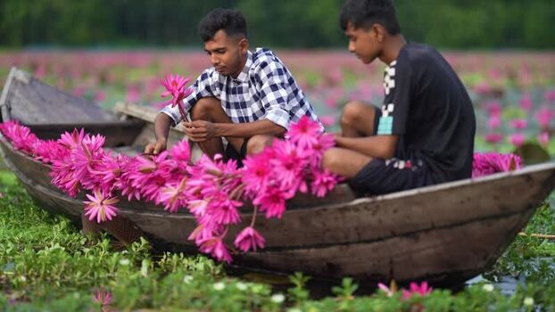 View of men collecting pink water lilies in a boat Bangladesh. View of men collecting pink water lilies in a boat Bangladesh.