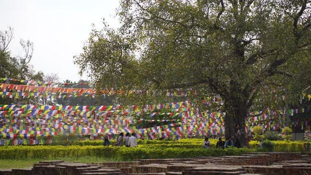 View of the sacred Lumbini site with prayer flags and trees Nepal.