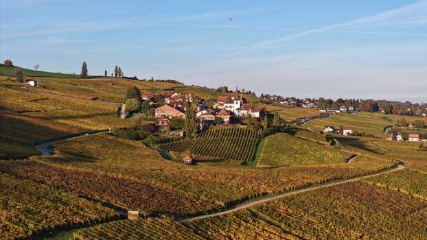 Aerial view of autumnal vineyards paint the landscape in hues of gold and amber around the quaint village Féchy Vaud Switzerland. Aerial view of autumnal vineyards paint the landscape in hues of gold and amber around the quaint village Féchy Vaud Switzerland.