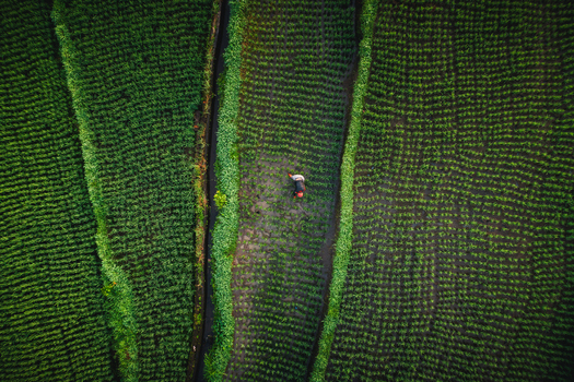 Aerial view of a farmer working in the lush green rice terraces of Sidemen Bali Indonesia. Aerial view of a farmer working in the lush green rice terraces of Sidemen Bali Indonesia.