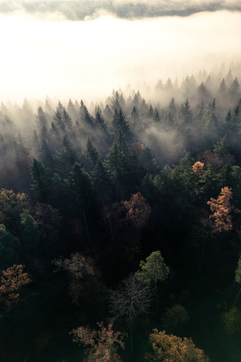 Aerial view of the Schonbuch nature park with dense evergreen and autumnal trees shrouded in thick morning mist and golden sunlight rays Bebenhausen Baden Wurttemberg Germany. Aerial view of the Schonbuch nature park with dense evergreen and autumnal trees shrouded in thick morning mist and golden sunlight rays Bebenhausen Baden Wurttemberg Germany.