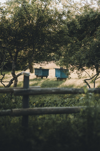 Laane County Estonia 24 June 2022 View of two blue wooden beehives situated in a lush green meadow surrounded by trees under soft sunlight. Laane County Estonia 24 June 2022 View of two blue wooden beehives situated in a lush green meadow surrounded by trees under soft sunlight.