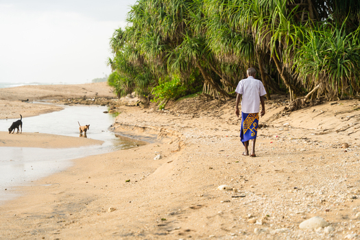 Sri Lanka 09 January 2026 View of a man walking along a sandy beach path lined with tropical pandanus trees and stray dogs in the background.