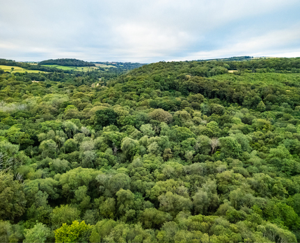 Aerial view of the dense woodland surrounding Restormel Castle in the lush countryside of Restormel England United Kingdom. Aerial view of the dense woodland surrounding Restormel Castle in the lush countryside of Restormel England United Kingdom.