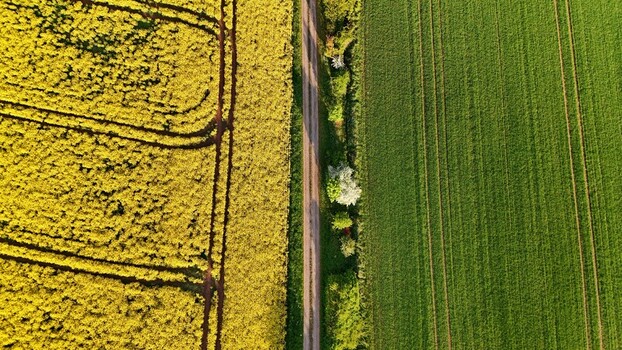 Aerial view of a narrow dirt road dividing a vibrant yellow rapeseed field and a lush green agricultural field in Butlar Thuringia Germany. Aerial view of a narrow dirt road dividing a vibrant yellow rapeseed field and a lush green agricultural field in Butlar Thuringia Germany.