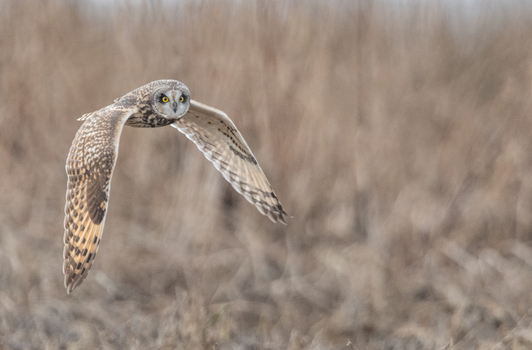 View of a short eared owl in flight with wings spread and intense gaze over the grassy fields of Delta British Columbia Canada. View of a short eared owl in flight with wings spread and intense gaze over the grassy fields of Delta British Columbia Canada.