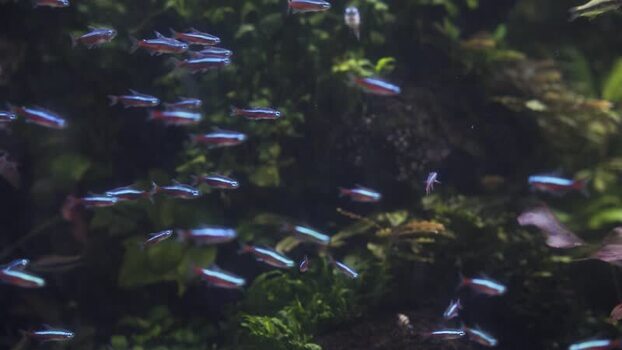 View of neon tetra fish swimming in an aquarium in Barcelona Spain.