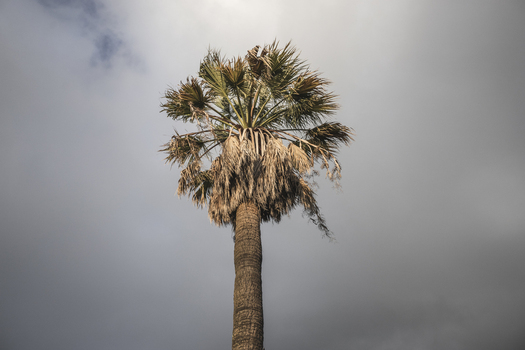 View of a tall palm tree with textured bark and dry fronds against a dramatic overcast sky in Ragusa Sicily Italy.