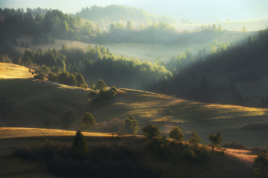 View of rolling hills and evergreen forests covered in morning mist under golden sunlight Slovakia.