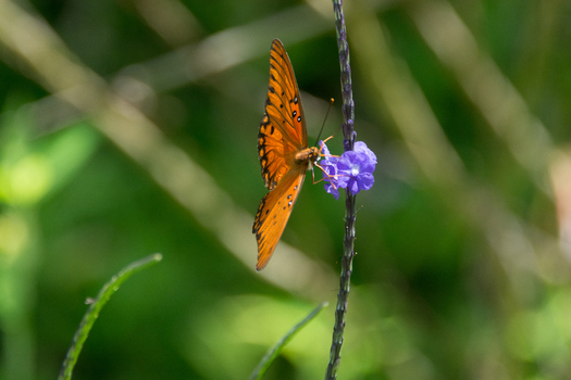 View of a Gulf Fritillary butterfly with vibrant orange wings and black markings perched on a small purple flower in Maui County Hawaii United States.